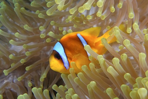 A red sea clownfish