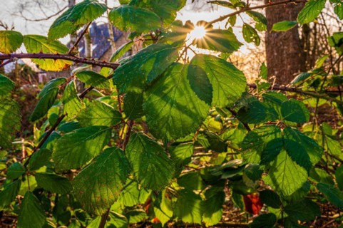 Sun star through the leaves of a blackberry bush