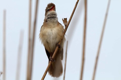 Great reed warbler