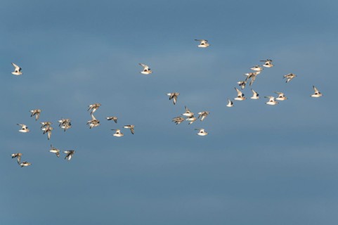 Grey Plover