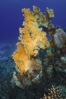 Net fire coral