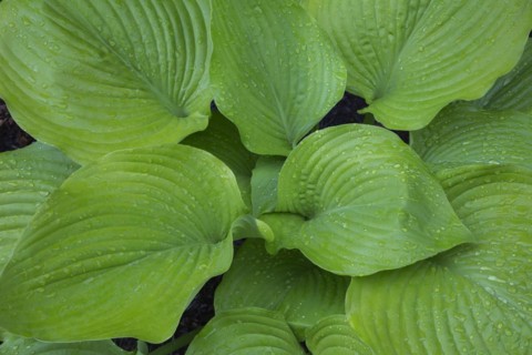 Hosta