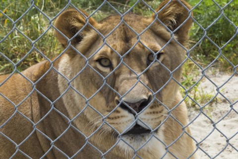 Female Lion