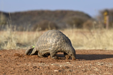 Ground pangolin