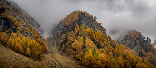 Autumn larches