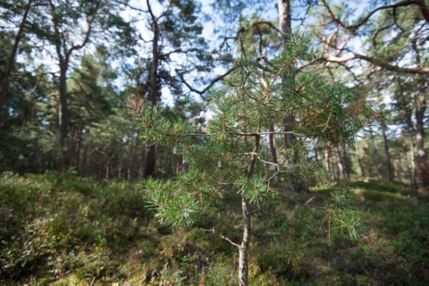 Darss primeval forest