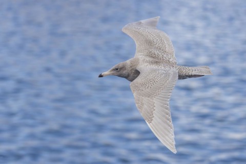 Glaucous Gull