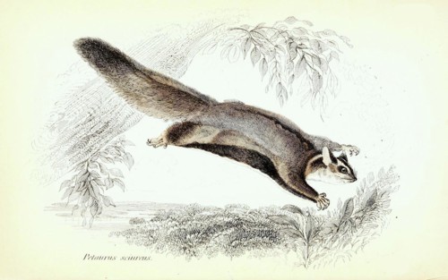 Petaurus sciureus