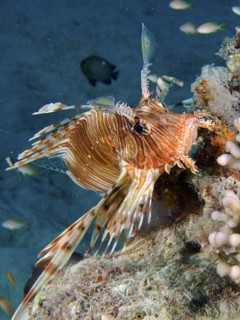 Pacific red lionfish