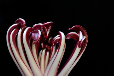 Radicchio