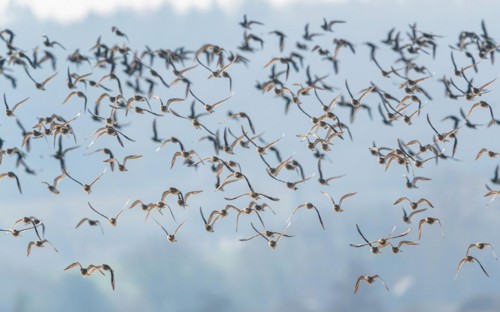 Grey Plover