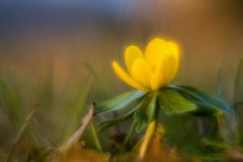 Winter aconite