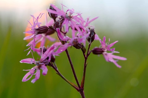 Ragged robin