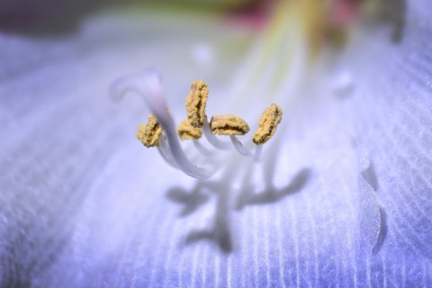 Close-up