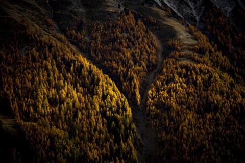 Autumn larch