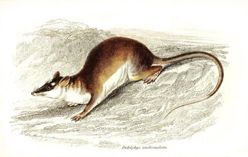 Didelplujs