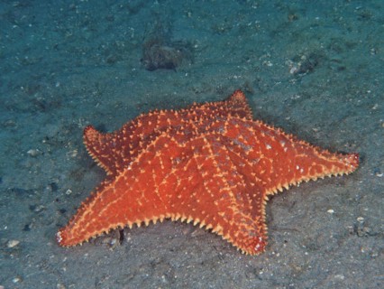 Red cushion sea star