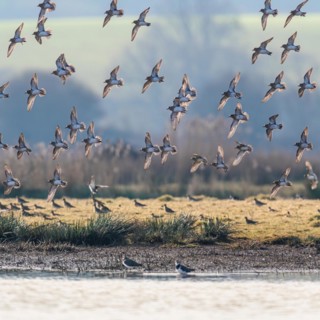 Grey Plover