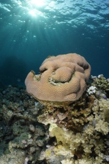 Edwards star coral