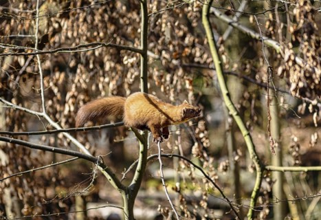 European pine marten