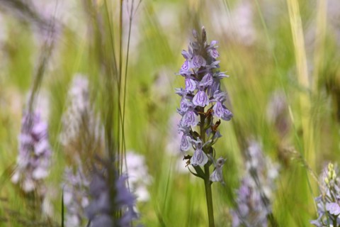 Spotted moorland spotted orchid