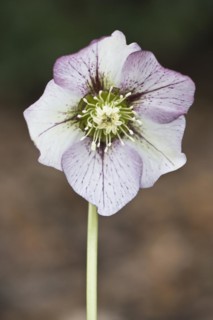 Lenzrose