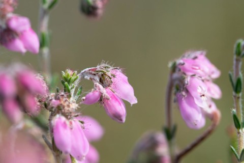 Cross-leaved heath