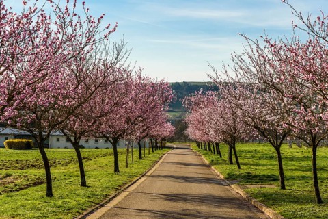 Street with blossoming almond trees
