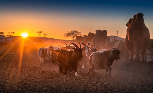 Sunset time in the nomadic family. Bulgan Province