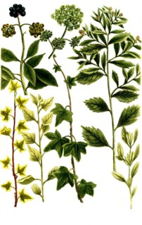 Botany