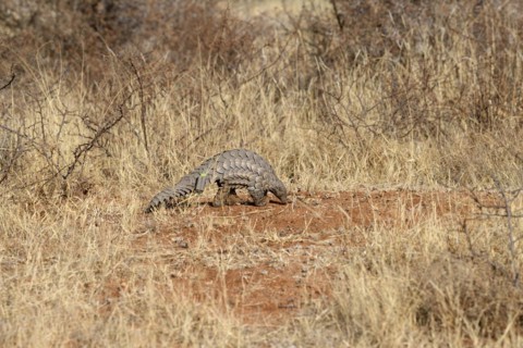 Ground pangolin