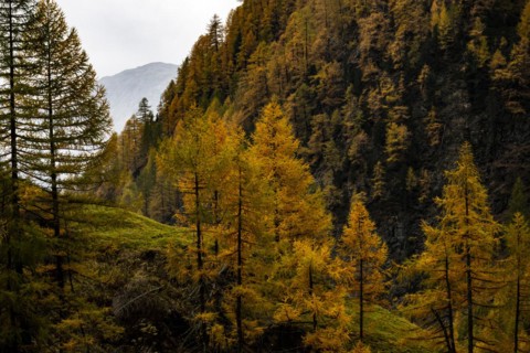 Autumn larch