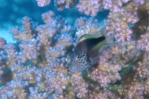 Black-sided hawkfish