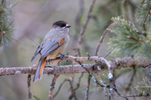 Siberian jay