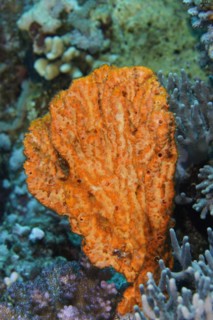 Elephant ear sponge