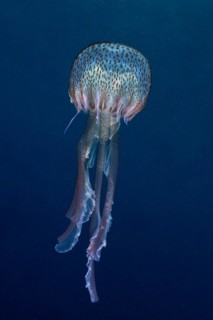 Mauve stinger