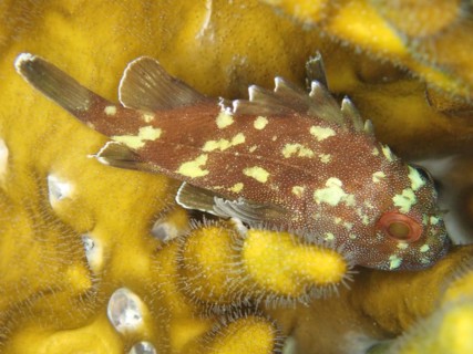 A yellow-spotted dragonhead