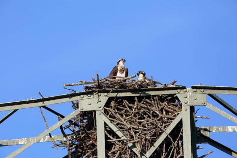 Western osprey