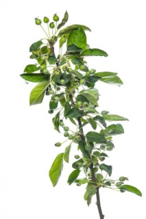 Cherry apple