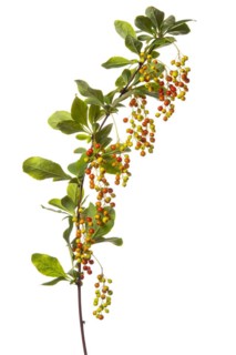 Korean barberry