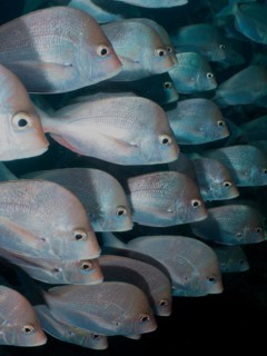 Group