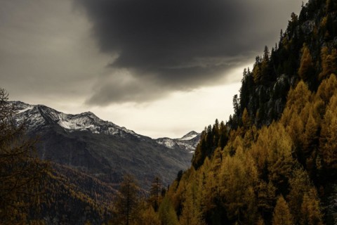 Autumn larch