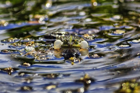 Pond frog