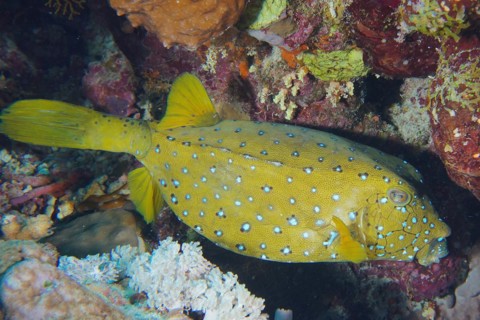 Yellow boxfish