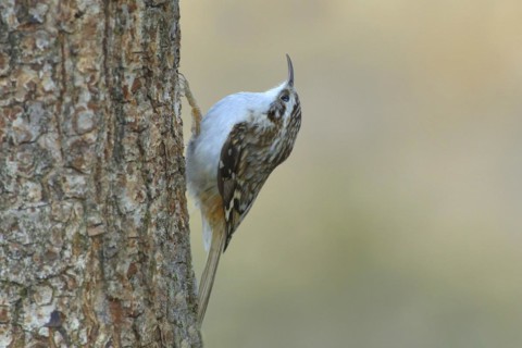 Eurasian treecreeper