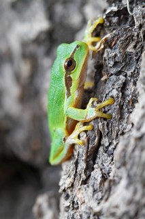 European tree frog