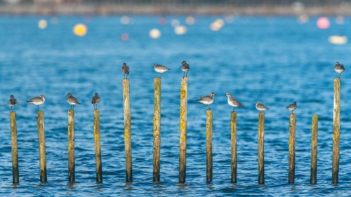 Grey Plover