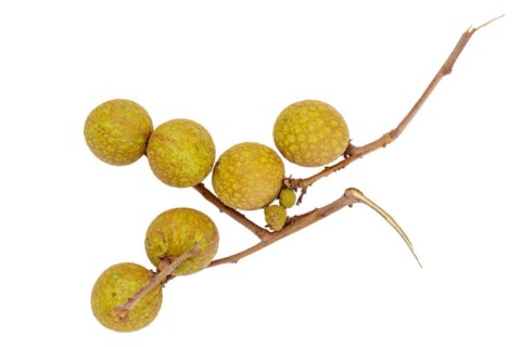 Longan