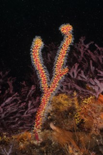 Warty gorgonian