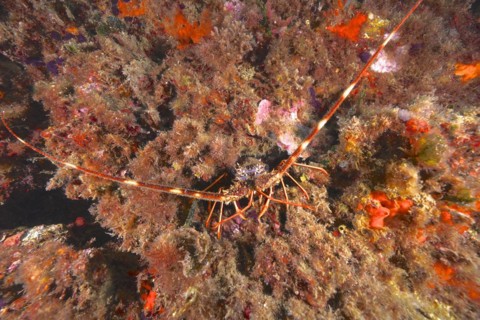 European spiny crayfish